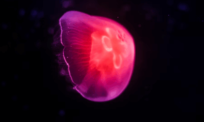 A Deadly Brain-Eating Amoeba Is Spreading Through U.S.