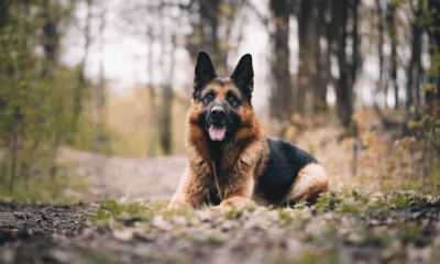 Loyal Dog Refuses To Let Go