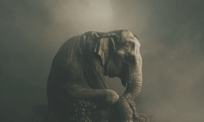 A Mother’s Grief On The Highway: The Baby Elephant That Never Came Home