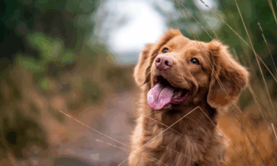 Curious Dog Wouldn’t Leave Storm Drain Alone