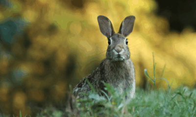 Warning Issued As ‘Frankenstein Rabbits’ With Tentacle Growths