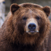 Bear Caesar Finally Freed After Years In Cruel Torture Vest