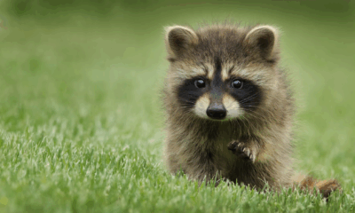 Baby Raccoon Found Alone On A Doorstep Gets A Second Chance