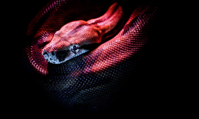 Snake Bite First Aid: What You Must Do Immediately