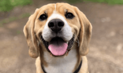 Disabled Dog Found Abandoned With Bag Of Diapers