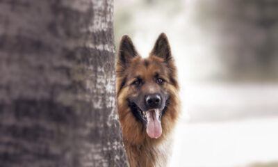 A 5-Year-Old Boy Asked To See His Dog Before Surgery — What The German Shepherd Did Next Left The Whole Hospital In Tears