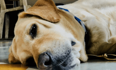 The Vet Raised Тhe Needle… Then Тhe Dog Looked Аt His Owner Аnd Did Something That Left Тhe Entire Room Иn Tears