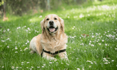 While My Family Argued Over Grandma’s Will, I Took Her Dog