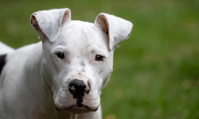 After Months In Darkness, A Blind Pit Bull Finally Sees