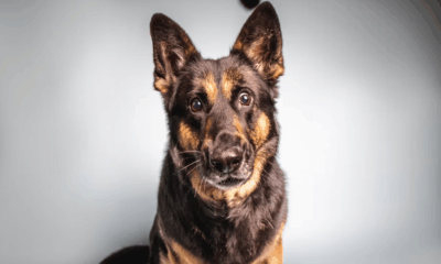 He Thought It Was Just a Stray Dog Tied Тo А Fence — But What He Found Around Its Neck Changed Everything