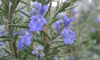 The Secret Power Of The Herb That Helps You Age Gracefully