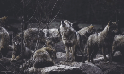 Everyone Thought He’d Been Lost Forever… Until Footage Revealed Who Protected Him All Night In The Wilderness