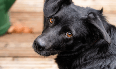 She Always Complained About My Dog—Then He Ended Up Saving Her Life