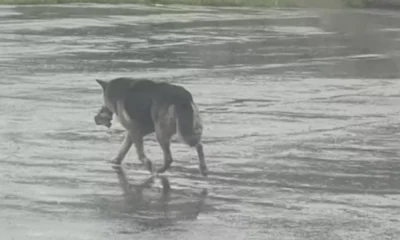 Why This Stray Dog Refuses To Drop Her Plush Toy Will Break Your Heart