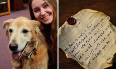 My Cousin Laughed When Grandma Only Left Me The ‘Unwanted’ Dog — Then I Turned His Collar And Discovered The Secret She Hid From Everyone