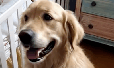 Nanny Claims Our Dog Went Crazy… But The Hidden Livestream On Her Tablet Told A Very Different Story