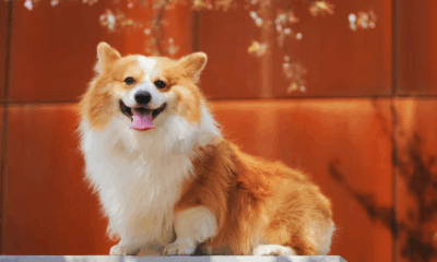 Freed After 20 Years, The First Thing He Saw Was The Old Dog That Never Gave Up On Him