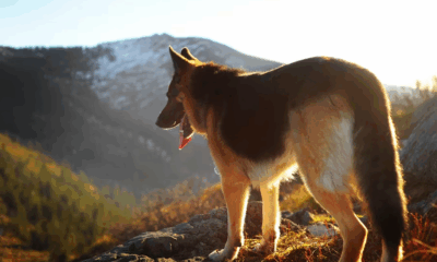 The Dog Who Tracked A Fugitive Through The Snow—And What Happened Next Made An Officer Break Down
