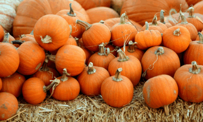 Someone Ruined My Halloween Decorations Overnight—But I Already Knew Who Did It