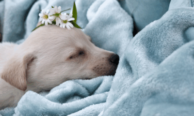 Our Neighbor Smashed My Son’s Puppy’s House — But Karma Taught Him A Lesson Sooner Than I Could