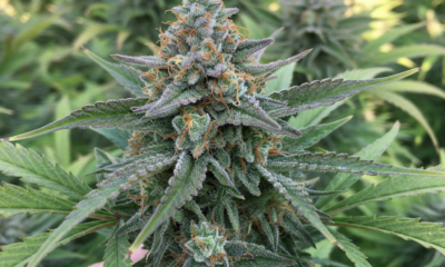 Man Describes The Horrific Cannabis Side Effect Called Scromiting That's Defying Doctors