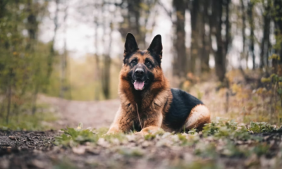 A Missing Child, A Retired War Dog, And The Miracle That Happened Under The Bleachers