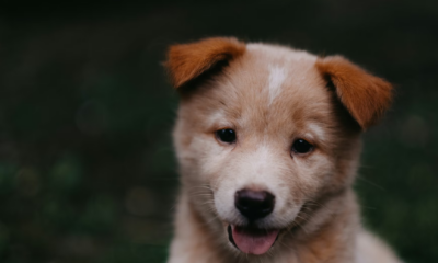 Homeless Man Jumps Into Flooded Lake To Save A Chained Dog—What Happens Next Is A Miracle.
