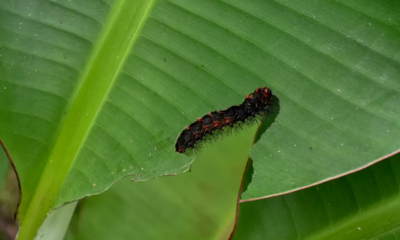 I Thought It Was Just A Leaf On My Floor—Until It Started Crawling