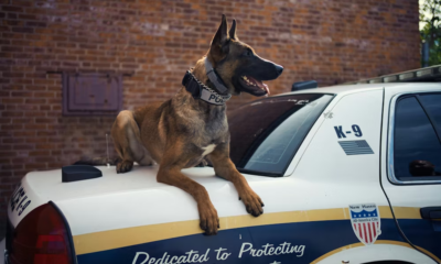 Police Ordered A K9 To Attack An Elderly Veteran — What The Dog Did Next Shocked Everyone