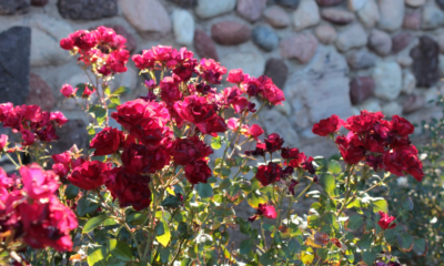 A Year After My Grandma Died, I Moved Her Favorite Rosebush — And Found What She’d Hidden Beneath It