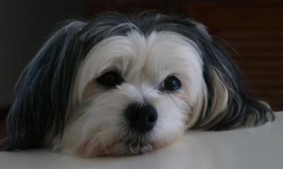 My Neighbor Called My Rescue Dogs “Disgusting” And Told Me To Get Rid Of Them