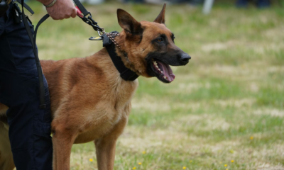 Police K9 Was Released To Attack A Suspect – Instead He Wrapped Around Him And The Truth From 9 Years Ago Surfaced