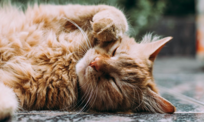 His Grandmother Lost Her Home And Her Cat On The Same Day—Until A Doctor Refused To Follow The Rules