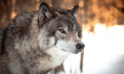 During A Violent Storm, A Woman Took In Four Wolves—By Morning, Her Home Was Unrecognizable