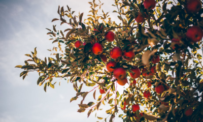 My Neighbor Demanded I Cut Down My Apple Tree—Then My Yard Was Buried In Apples