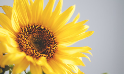Every Year My Son Grew Sunflowers For His Twin Sister — Then Someone Destroyed Them All Except One