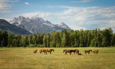 A Dying Nine-Year-Old Asked If The Most Dangerous Horse On The Ranch Could Take Her To Heaven