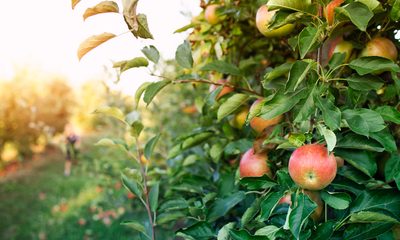 My Neighbor Took My Entire Garden Harvest — I Didn’t Scream, I Just Made One Move